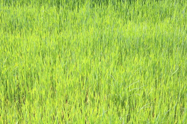 Fundo Verde Natural Com Suculento Primavera Grama Verde — Fotografia de Stock