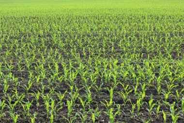 Tarım alanında ilkbaharda genç yeşil mısır fidesi