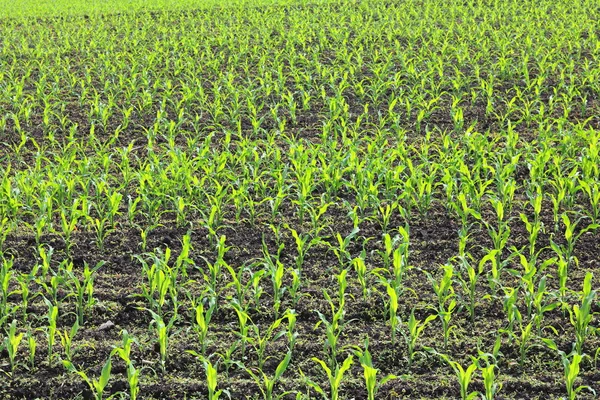 Young Green Corn Seedlings Spring Agricultural Field — Stock Photo, Image