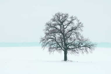 Soğuk havada kar üzerinde yapayalnız bir kış ağacı.