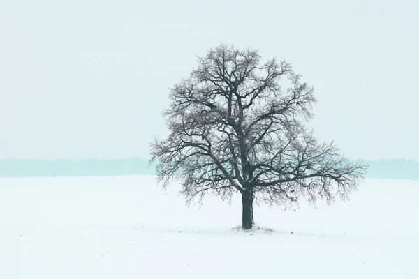 Eenzame Winterboom Witte Sneeuw Bij Koud Weer Rechtenvrije Stockafbeeldingen