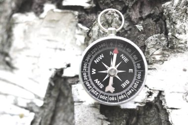 Huş kabuğu doku doğal ahşap zemin üzerine klasik pusula