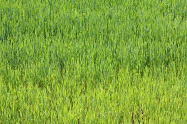 Doğal yeşil arka plan ile sulu bahar yeşil çimen