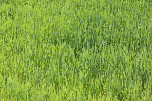 Natural Green Background Juicy Spring Green Grass — Stock Photo, Image