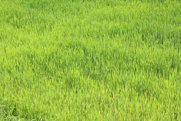 Latar Belakang Hijau Alami Dengan Rumput Hijau Musim Semi Juicy — Stok Foto