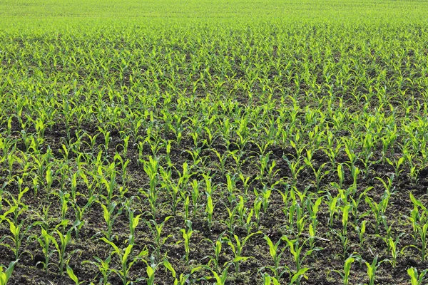 Młode Zielone Sadzonki Kukurydzy Wiosną Polu Rolnictwa — Zdjęcie stockowe