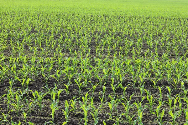 Young Green Corn Seedlings Spring Agricultural Field — Stock Photo, Image