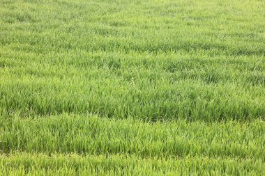 Doğal yeşil arka plan ile sulu bahar yeşil çimen