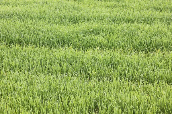 Natuurlijke Groene Achtergrond Met Sappige Lente Groen Gras — Stockfoto