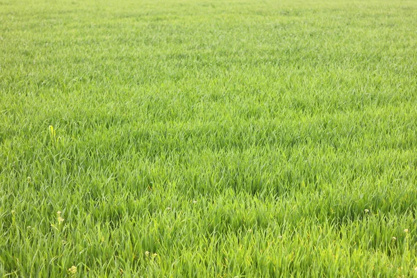 Fondo Verde Natural Con Jugosa Hierba Verde Primavera —  Fotos de Stock