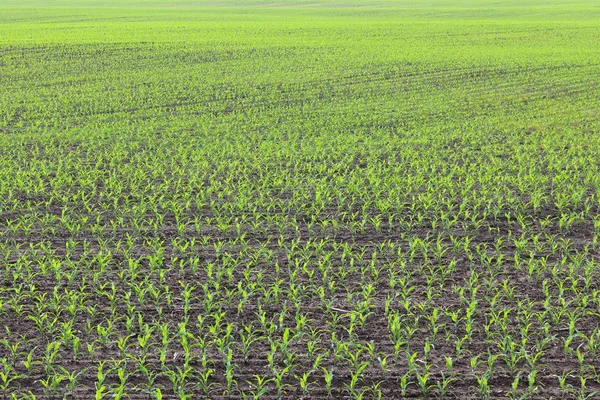 Mudas Milho Verde Jovens Primavera Campo Agrícola — Fotografia de Stock