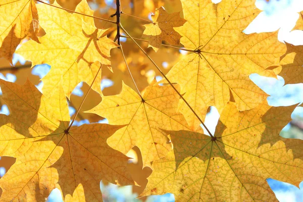 明るい黄色のカエデは 太陽のバックライトに対して秋の森でクローズアップ — ストック写真