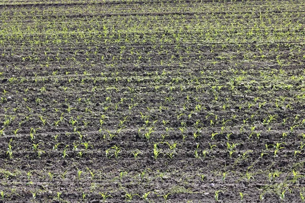 Piantine Mais Verde Giovani Primavera Sul Campo Agricolo — Foto Stock