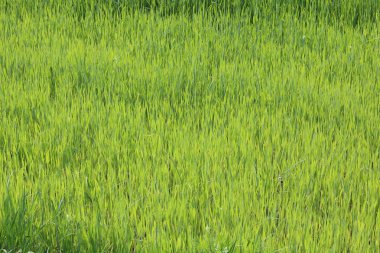 Doğal yeşil arka plan ile sulu bahar yeşil çimen