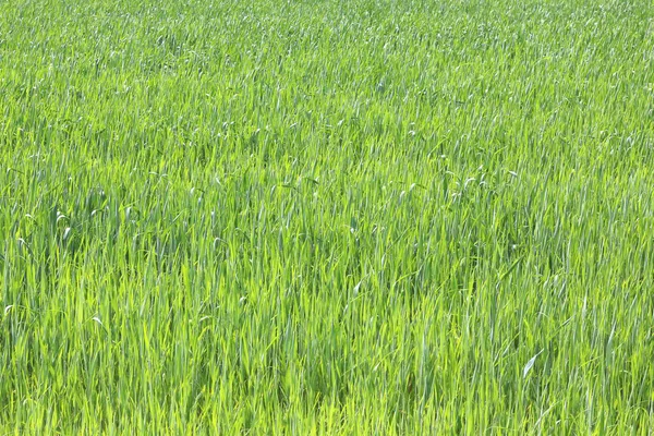 Naturalne Tło Zielony Soczyste Wiosna Zielony Trawa — Zdjęcie stockowe