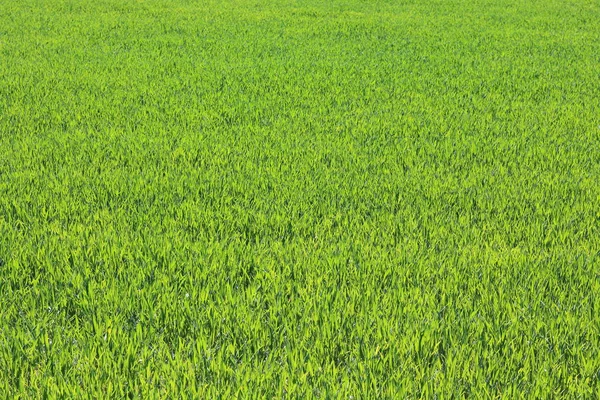 Fondo Verde Natural Con Jugosa Hierba Verde Primavera — Foto de Stock