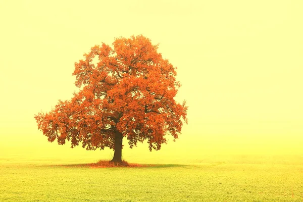 Beautiful Abstract Landscape Lone Unusual Tree Amongst Field Fall Fog — Stock Photo, Image