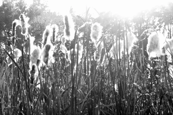 Чорно Біла Фотографія Літнього Пейзажу Літнім Осадом Іншою Травою Підсвічуванням — стокове фото