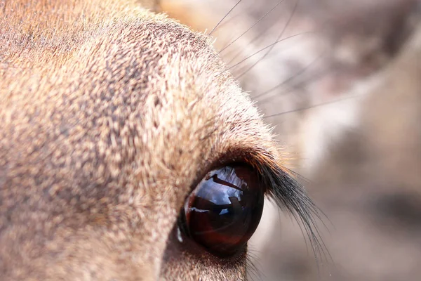 Eye of wild animal close up