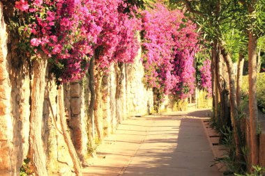 Avrupa 'daki İtalya tatil köyünde, tropik bitkiler ve parlak kırmızı çiçeklerle dolu güzel, dar bir ara sokak.