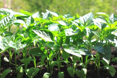 Vejetaryen veya vegan diyet için pencerede evde büyüyen genç bitkiler