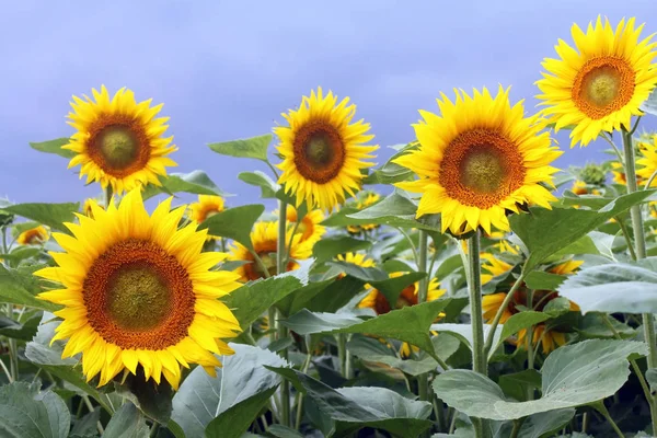 Beau Tournesol Jaune Contre Ciel Gros Plan — Photo