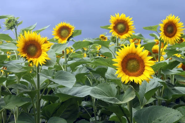 Beau Tournesol Jaune Contre Ciel Gros Plan — Photo