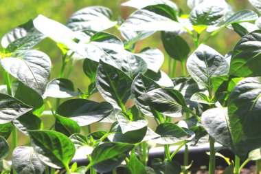 Sera genç yeşil bitkiler üst görünümü