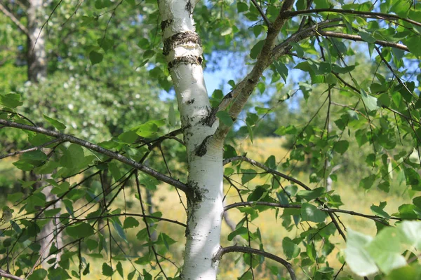 자작나무 껍질을 가지고 자작나무가 자작나무 숲에서 자작나무들과 뒤섞여 — 스톡 사진