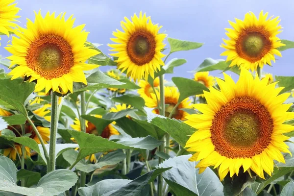 Beau Tournesol Jaune Contre Ciel Gros Plan — Photo