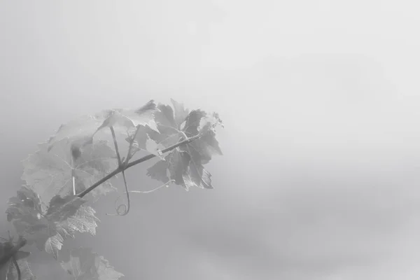 Чорно Білий Абстрактний Фон Виноградною Гілкою — стокове фото