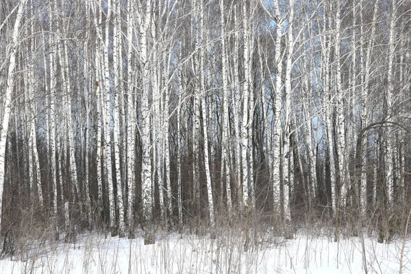Black and white birch trees with birch bark in birch forest among other birches in winter in white snow