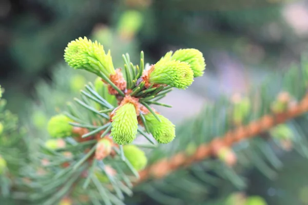 若い緑の針がクローズアップクリスマスツリーの枝 — ストック写真