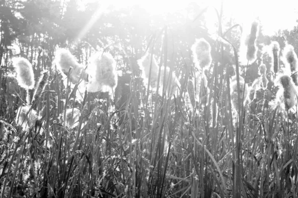 Černobílá Fotka Letní Krajiny Letní Sedlou Další Trávou Podsvícení — Stock fotografie