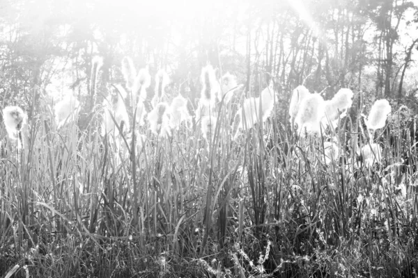 Černobílá Fotka Letní Krajiny Letní Sedlou Další Trávou Podsvícení — Stock fotografie