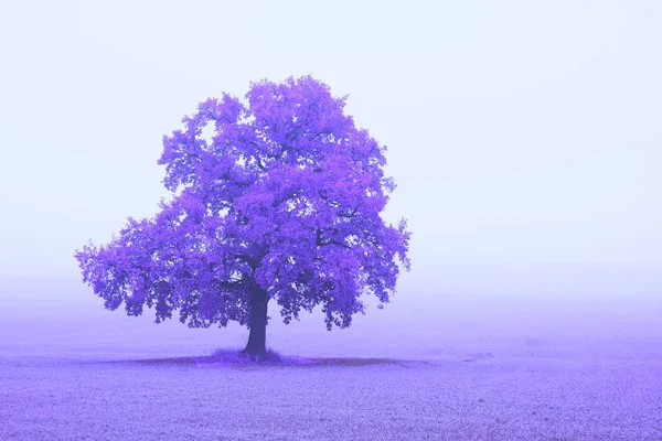 Foto Abstrata Com Árvore Bonita Incomum Solitário Fundo Azul — Fotografia de Stock