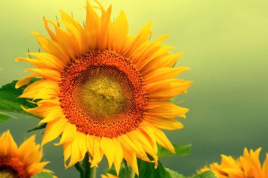 Gökyüzüne karşı güzel sarı ayçiçeği yakın