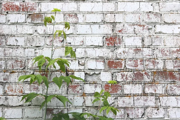 Antigua Pared Ladrillo Rojo Pintado Blanco Estilo Loft Para Interior — Foto de Stock