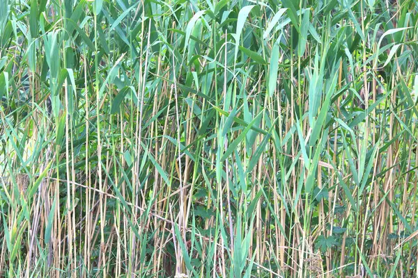 Arrière Plan Naturel Vert Été Carex Herbe — Photo