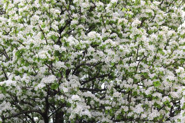 Güzel beyaz elma çiçekleri ve yeşil elma ağacı yaprakları baharda güneşli bir havada elma bahçesinde.
