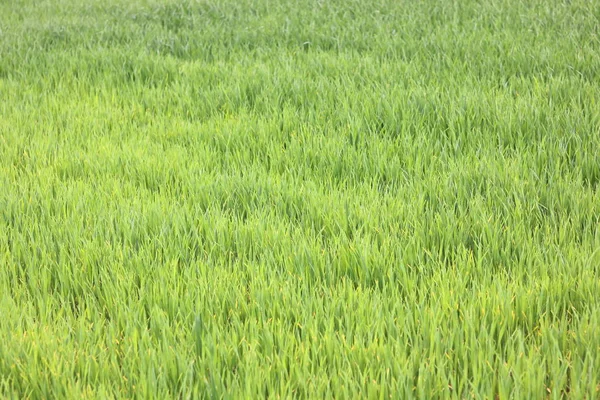 Natuurlijke Groene Achtergrond Met Sappige Lente Groen Gras — Stockfoto