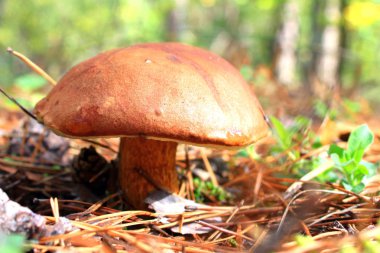 sonbahar ormandaki güzel mantar