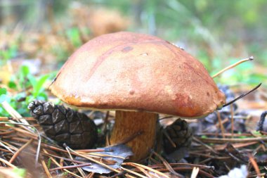 sonbahar ormandaki güzel mantar