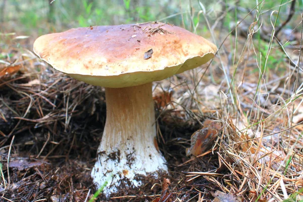 Bellissimo Fungo Nella Foresta Autunnale — Foto Stock