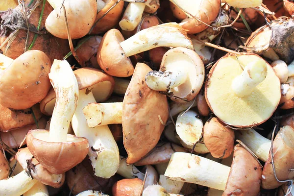 Natural Background Fresh Mushrooms Close — Stock Photo, Image