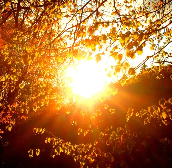 Belos Raios Sol Brilham Através Folhagem Árvores Durante Pôr Sol — Fotografia de Stock