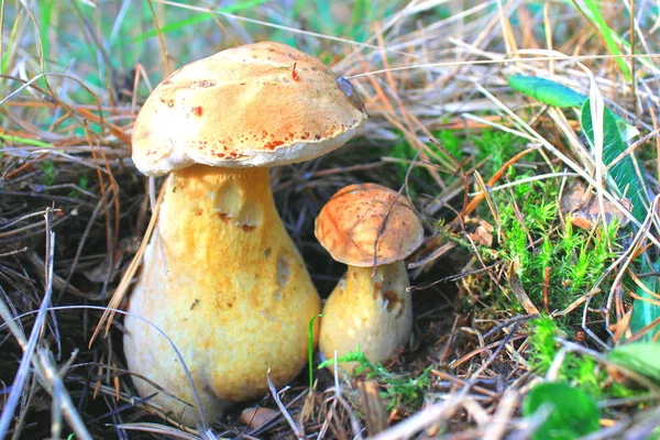 Beautiful Mushroom Autumn Forest — Stock Photo, Image