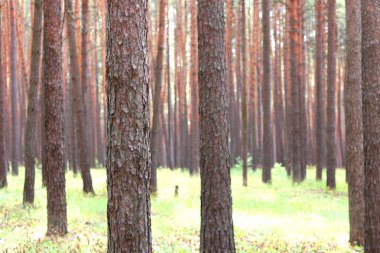 Yaz aylarında güneşli havalarda ağaçlarda güzel yüksek çam çam ormanı