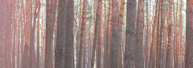 Güneşli havalarda yaz aylarında güzel yüksek çam ağaçları ile Çam ormanı panorama