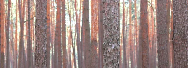 Panorama Lasu Sosnowego Pięknymi Wysokimi Sosnami Latem Słoneczne Dni — Zdjęcie stockowe